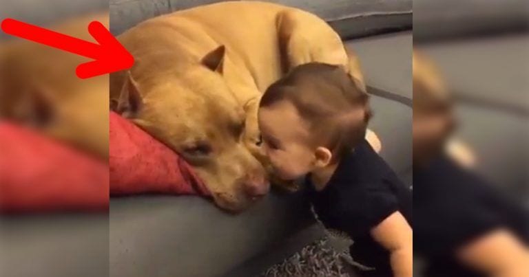 Reacción inesperada de un pitbull cuando un bebé lo despierta