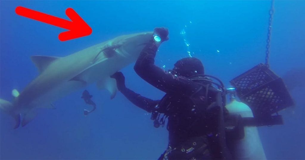 tiburon ayuda buceador