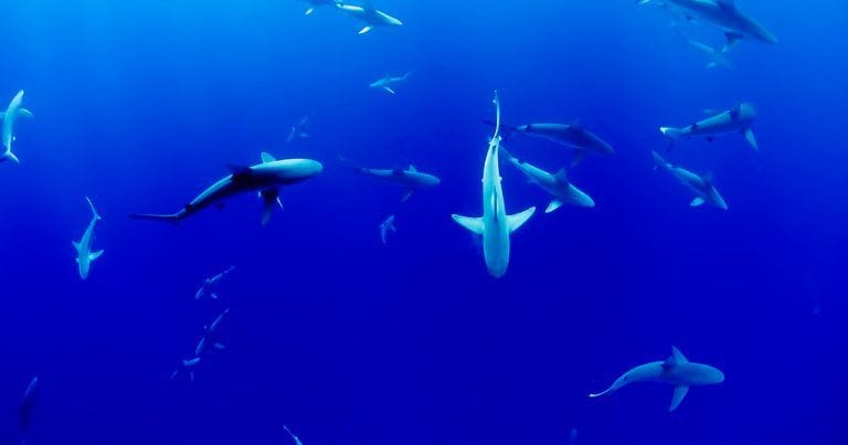 ¿Sabes por qué no podríamos vivir sin tiburones?