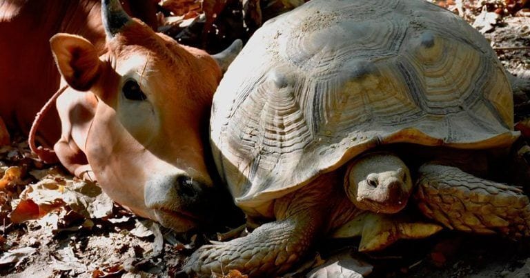 La inseparable amistad entre un ternero y una tortuga