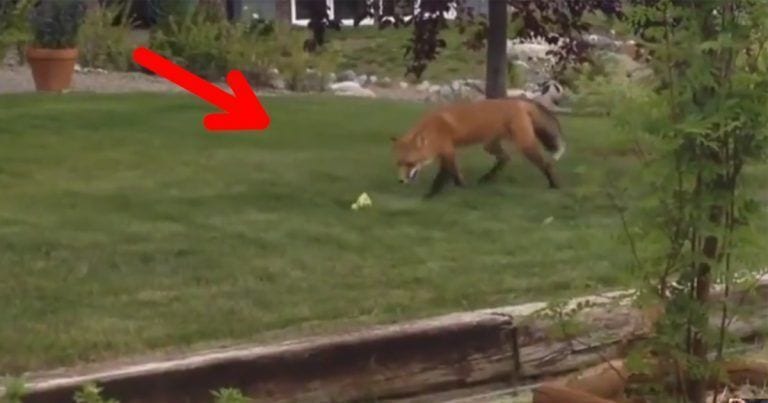 Un zorro se cuela en un jardín y encuentra un juguete