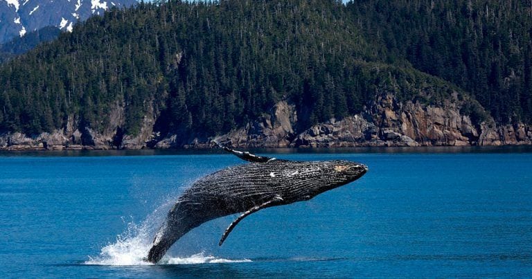 ¿Sabes por qué las ballenas son tan grandes? Te lo explicamos