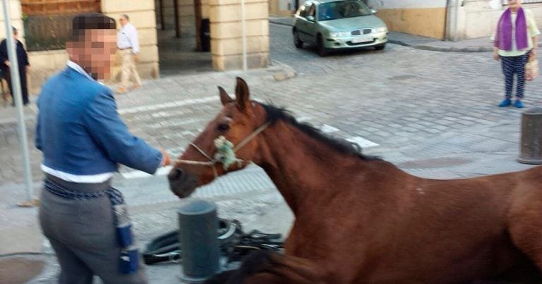 Se desploma un caballo tras 15 horas de trabajo en Jerez