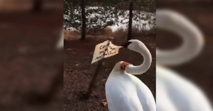 cisne enfadado