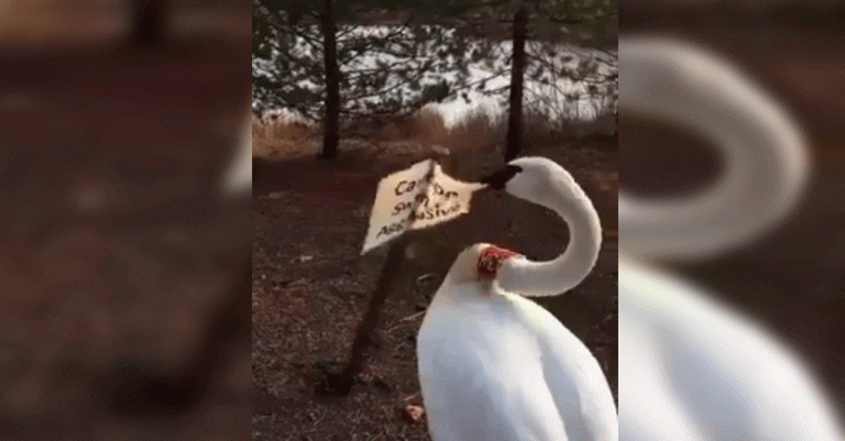 Un cisne enfadado intenta arrancar un cartel que lo define