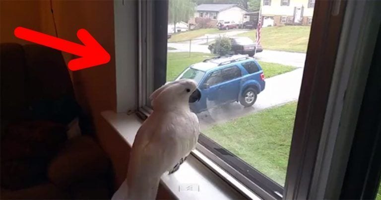 La alegría de una cacatúa al ver llegar a su humano