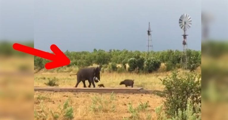 Un bebé búfalo se encara a un elefante adulto
