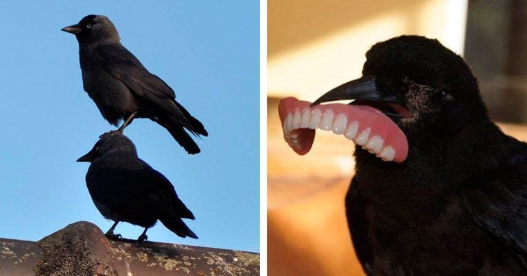 10 simpáticos cuervos para sacar una sonrisa