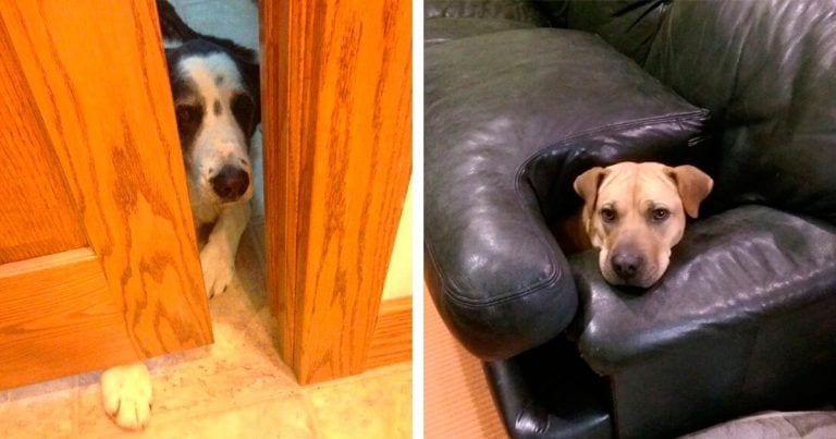 10 perros que consiguen cumplir las normas y salirse con la suya a la vez
