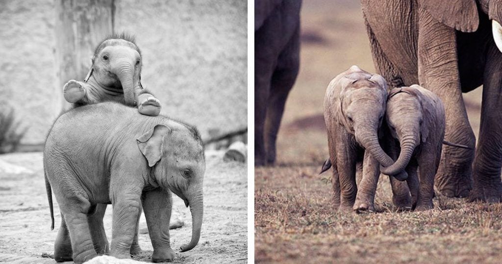 elefantes bebes destacada