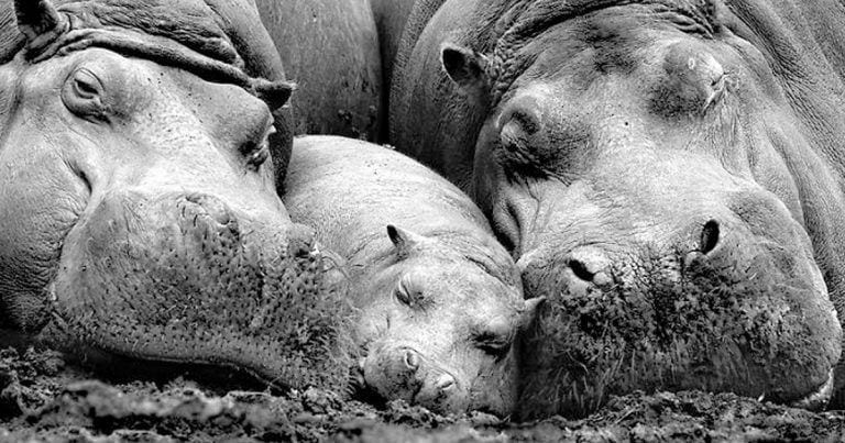 15 curiosidades sobre algunas familias de animales muy lindas