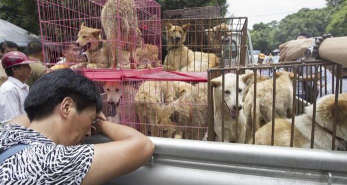 Esto es lo que ha ocurrido en el Festival de Yulin, donde se vendía carne de perro