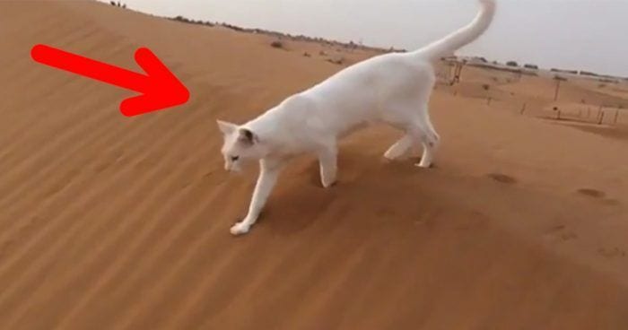 forma andar gatos