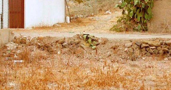 gatos camuflados destacada