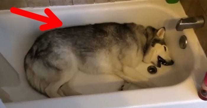 husky tumbado banera