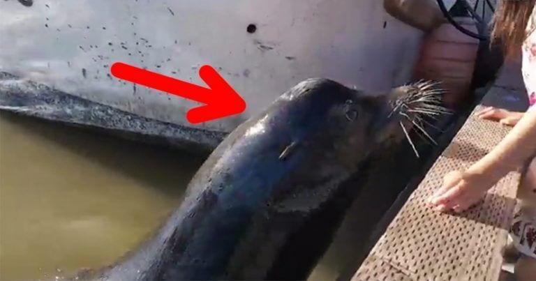 Hay que pensarlo dos veces antes de alimentar a un león marino