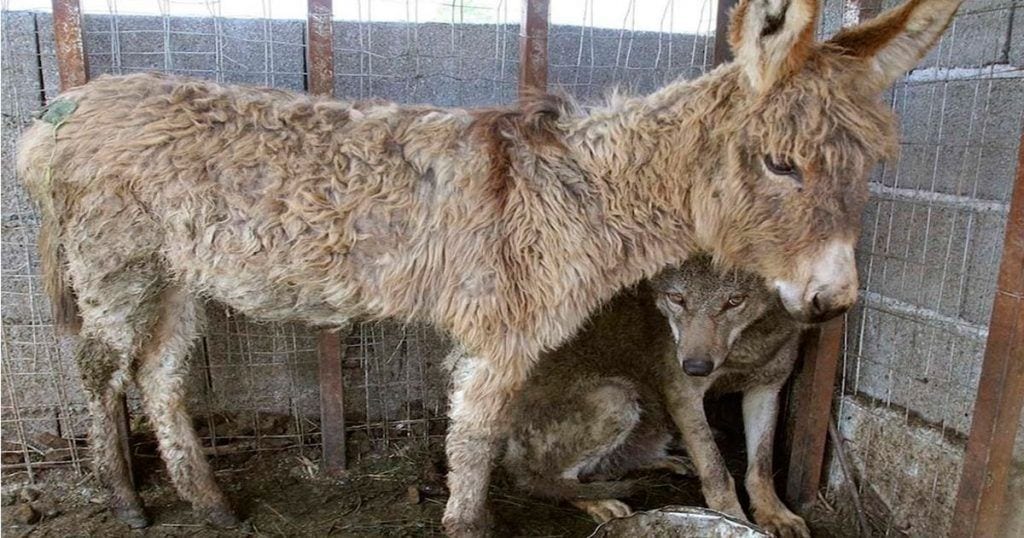 lobo y burro amigos