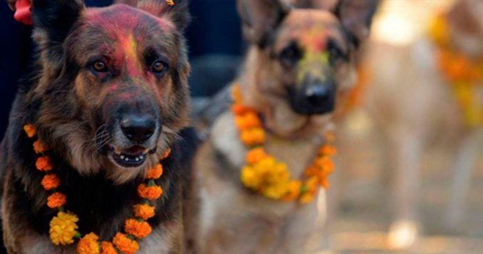 nepal festival perros