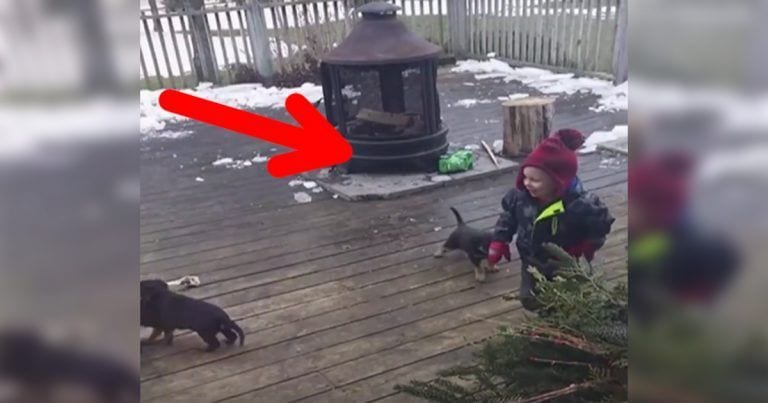 Cachorros jugando con un niño, ¡son simplemente adorables!