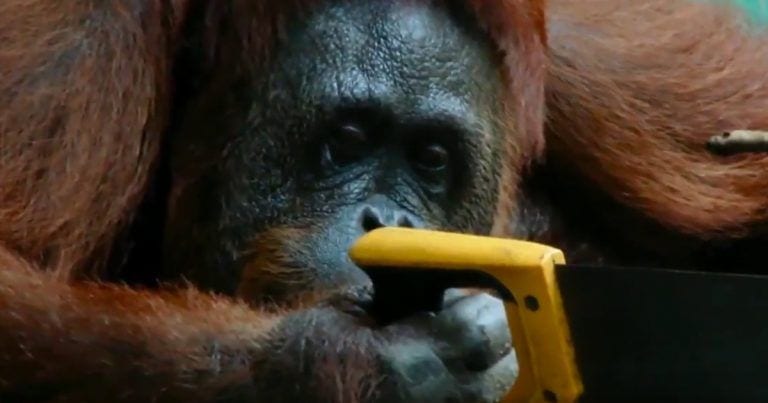 Gracias a un animatronic una orangutana aprende a usar una sierra
