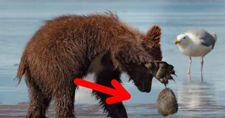Un pequeño oso hace un amigo de lo más especial, ¡qué escena tan divertida!