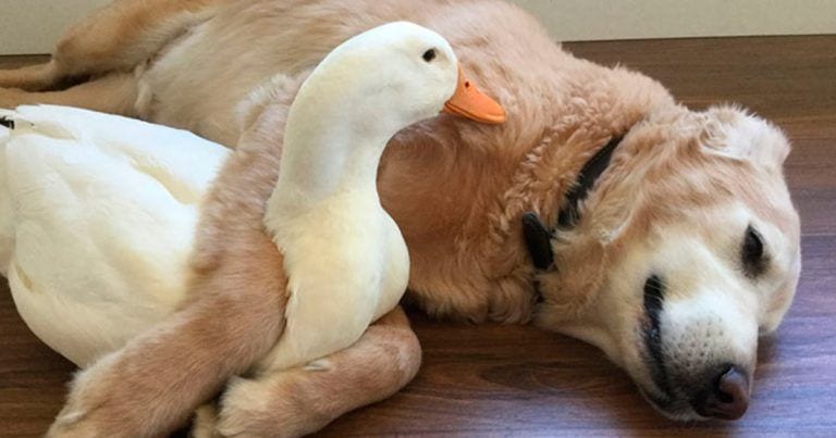 Un perro y un pato tienen una bonita historia que contar