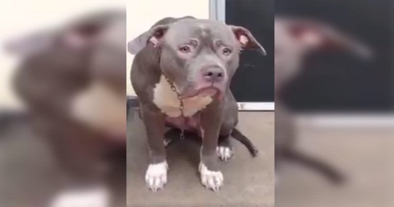 Reacción de un pitbull después de ser abandonado en una perrera