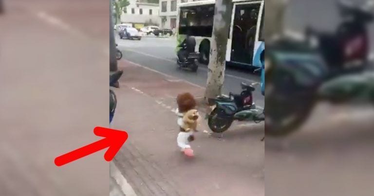 Vídeos de perros andando a dos patas, indigna ver lo que hay detrás