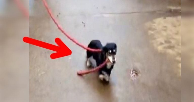 El perro salchicha que ayuda que ayuda a cuidar a los caballos