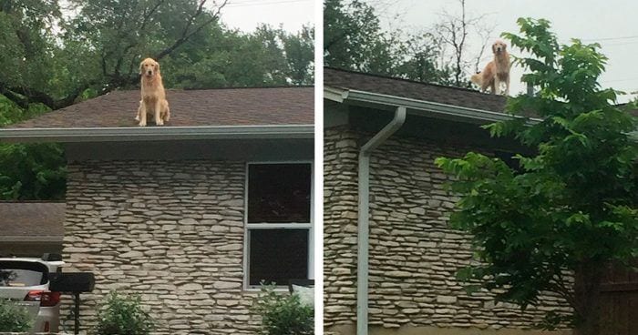 perro encima tejado destacada