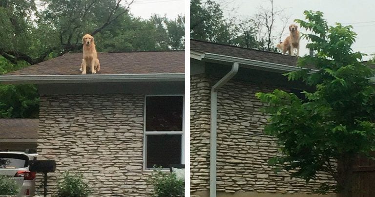¿Qué hace un perro sobre el tejado? El motivo te va a sorprender