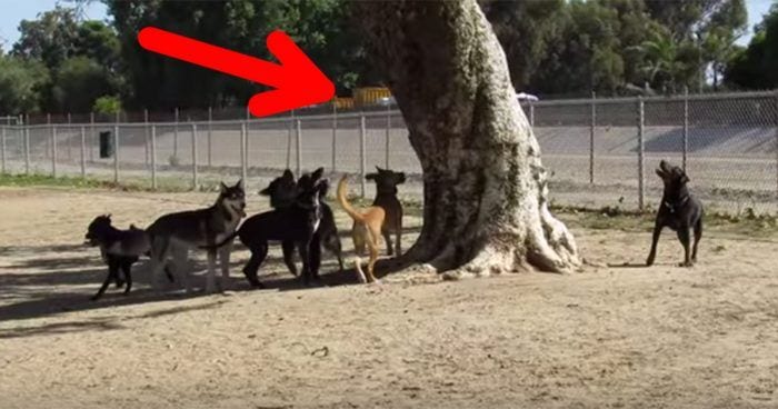 perros ardilla parque