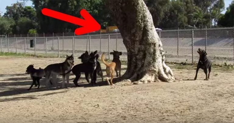 Una ardilla consigue escapar de varios perros que le perseguían