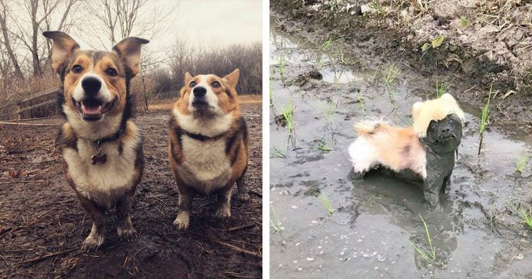 10 perros que han perdido la batalla contra el barro