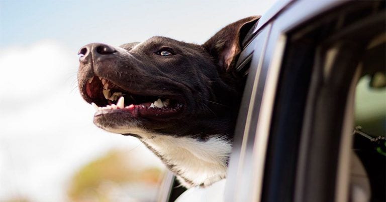 6 cosas que debes saber para evitar que a tu perro le de un golpe de calor este verano
