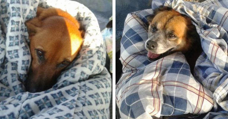 De perros abandonados a populares en la red