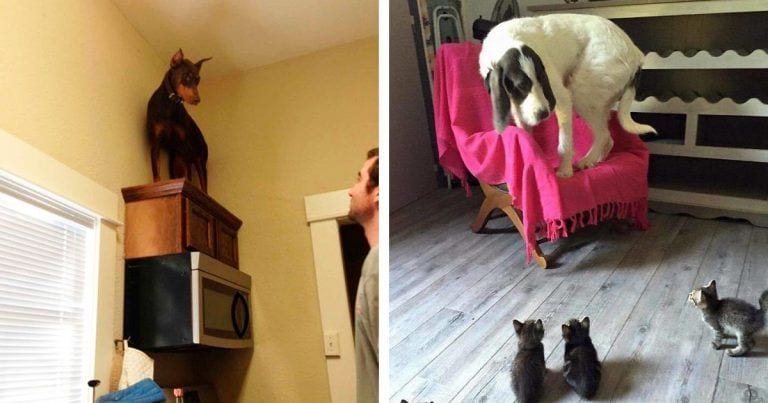 10 perros que tienen temor a cosas realmente ridículas