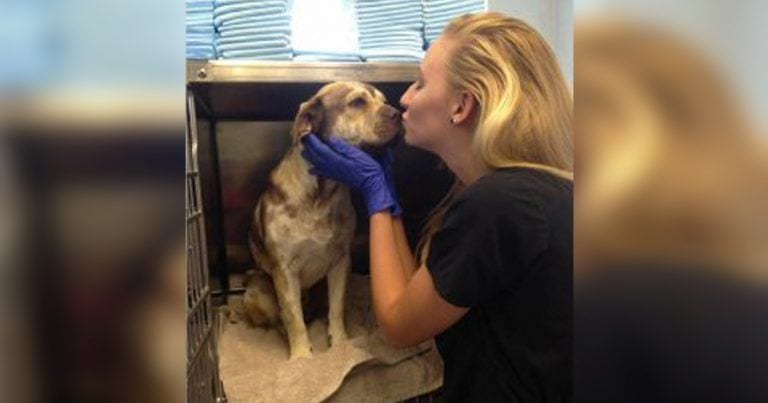 ¿Qué clase de ser humano es capaz de abandonar a un animal de esta manera?