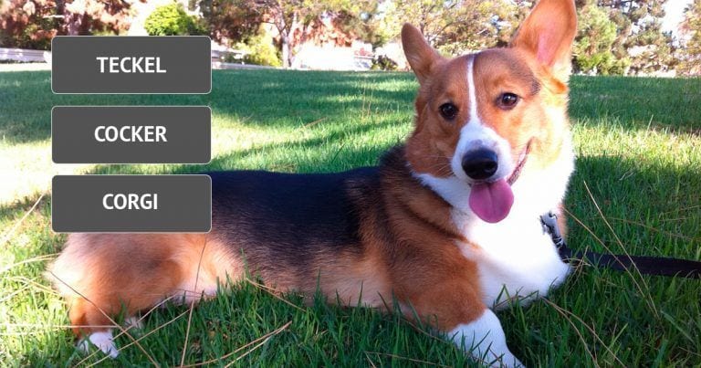 Test: ¿Sabes diferenciar las razas de perro?