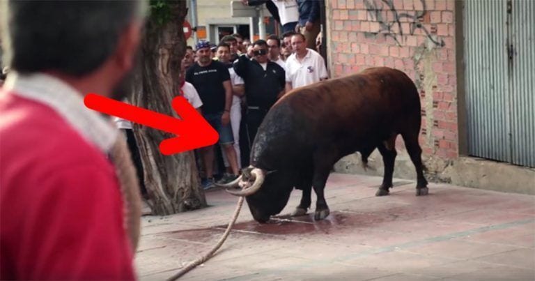 Tras la carrera, conducen al toro hasta el matadero