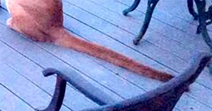 visita puma destacada