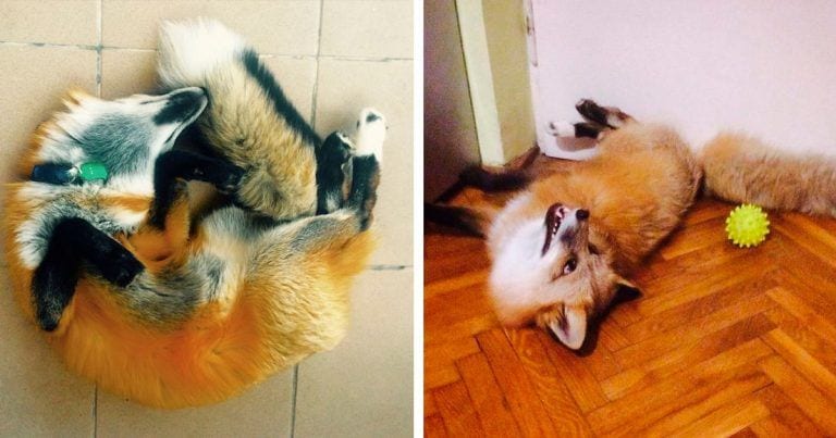 Un zorro se escapa de una granja de pieles y se convirte en alguien muy especial
