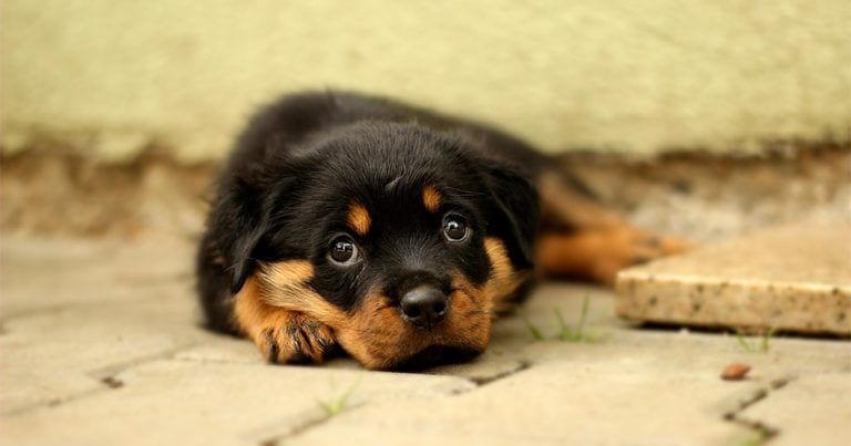 Qué hacer si nos encontramos un animal abandonado