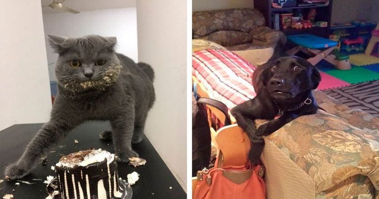 10 mascotas pilladas mientras hacían sus mayores travesuras