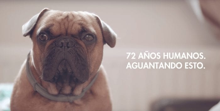 anuncio verti abandono perros destacada