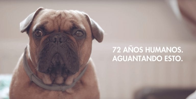 El perro «te aguanta» cada día y quiere pedirnos algo a cambio