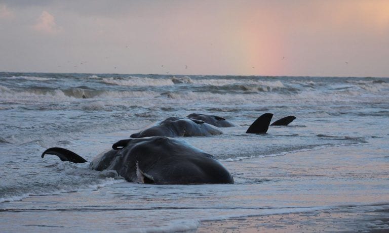 29 cachalotes aparecieron muertos en la costa por el plástico ingerido