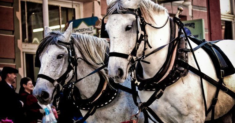 ¿Sabes cuánto trabaja un caballo que da paseos a los turistas?
