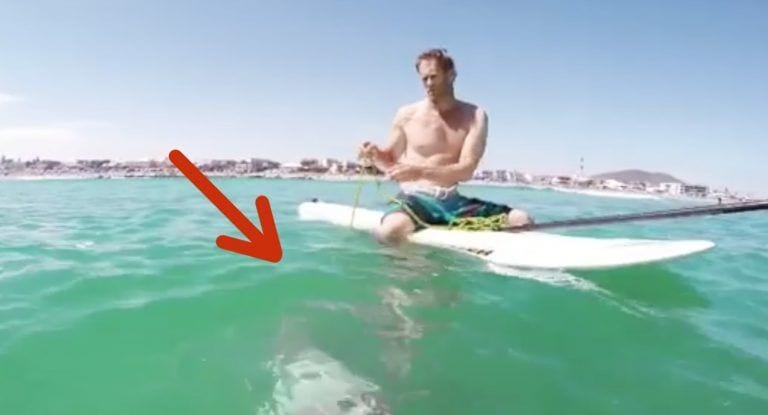 Un calamar enorme se agarra a la tabla de «paddle»