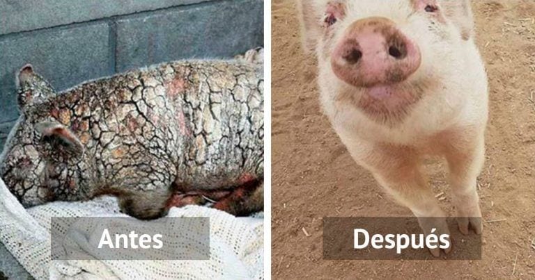 Consiguen que una cerdita maltratada y abandonada se recupere felizmente